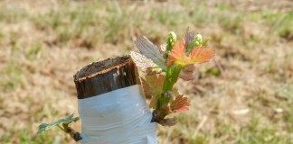 Прививка винограда