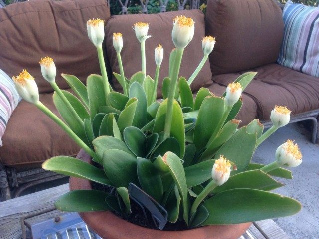 Гемантус белоцветковый (Haemanthus albiflos) Гемантус белоцветковый (Haemanthus albiflos)