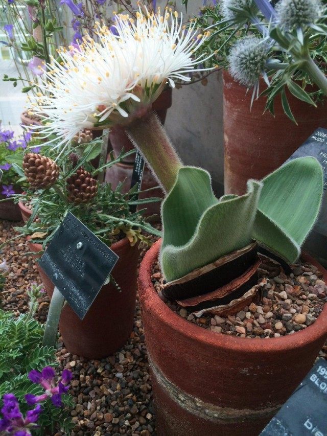 Гемантус чисто-белый (Haemanthus candidus) Гемантус чисто-белый (Haemanthus candidus)