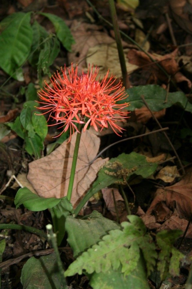 Скадоксус киноварный (Scadoxus cinnabarinus), синоним Гемантус киноварный (Haemanthus cinnabarinus) Скадоксус киноварный (Scadoxus cinnabarinus), синоним Гемантус киноварный (Haemanthus cinnabarinus)