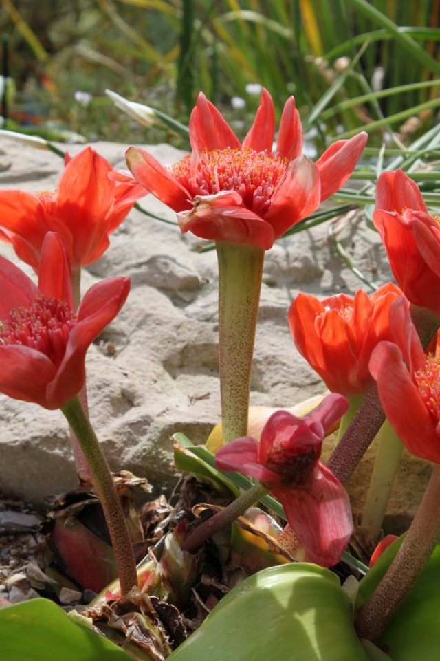 Гемантус шарлаховый (Haemanthus coccineus) Гемантус шарлаховый (Haemanthus coccineus)