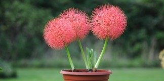 Скадоксус многоцветковая подвид Катарина (Scadoxus multiflorus ssp katherinae), син. Гемантус Катарина (Haemanthus Katherinae)