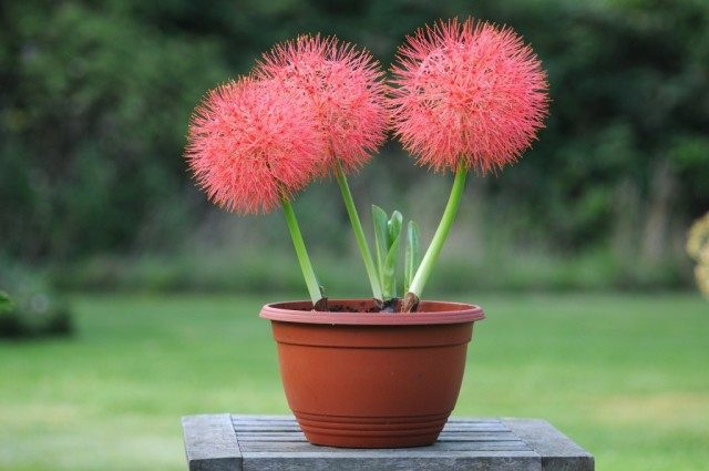 Скадоксус многоцветковая подвид Катарина (Scadoxus multiflorus ssp katherinae), син. Гемантус Катарина (Haemanthus Katherinae) Скадоксус многоцветковая подвид Катарина (Scadoxus multiflorus ssp katherinae), син. Гемантус Катарина (Haemanthus Katherinae)