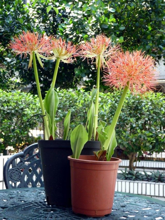 Скадоксус многоцветковый (Scadoxus multiflorus), синоним Гемантус многоцветковый (Haemanthus multiflorus) Скадоксус многоцветковый (Scadoxus multiflorus), синоним Гемантус многоцветковый (Haemanthus multiflorus)