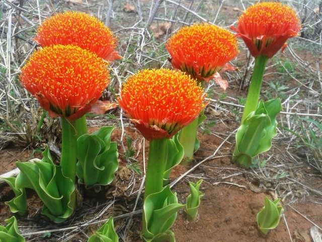 Скадоксус гранатный (Scadoxus puniceus), синоним Гемантус гранатный (Haemanthus puniceus) Скадоксус гранатный (Scadoxus puniceus), синоним Гемантус гранатный (Haemanthus puniceus)