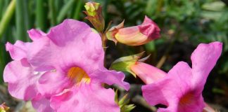 Инкарвиллея Майра (Incarvillea mairei)