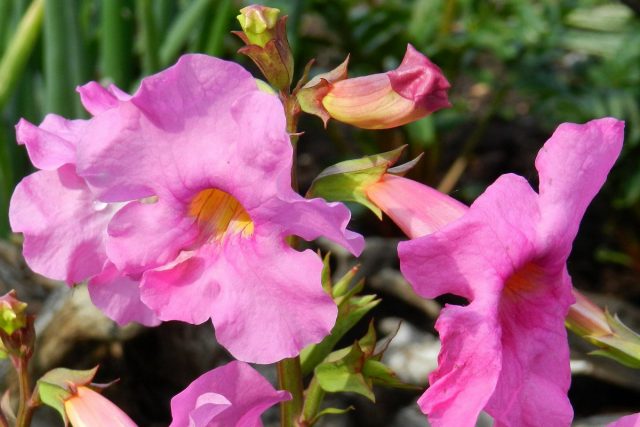 Инкарвиллея Майра (Incarvillea mairei) Инкарвиллея Майра (Incarvillea mairei)