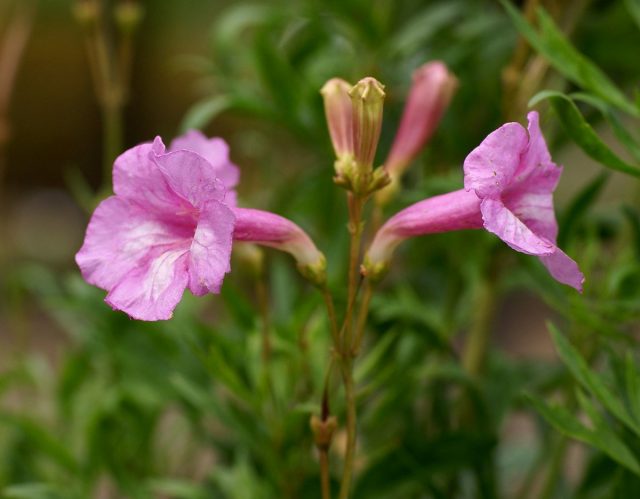 Инкарвиллея Ольги (Incarvillea olgae) Инкарвиллея Ольги (Incarvillea olgae)