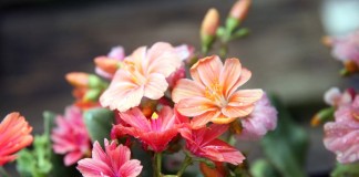 Левизиями котиледон (Lewisia cotyledon)