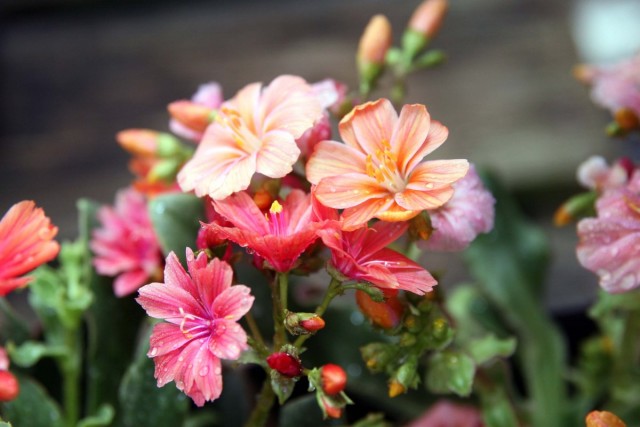 Левизиями котиледон (Lewisia cotyledon) Левизиями котиледон (Lewisia cotyledon)