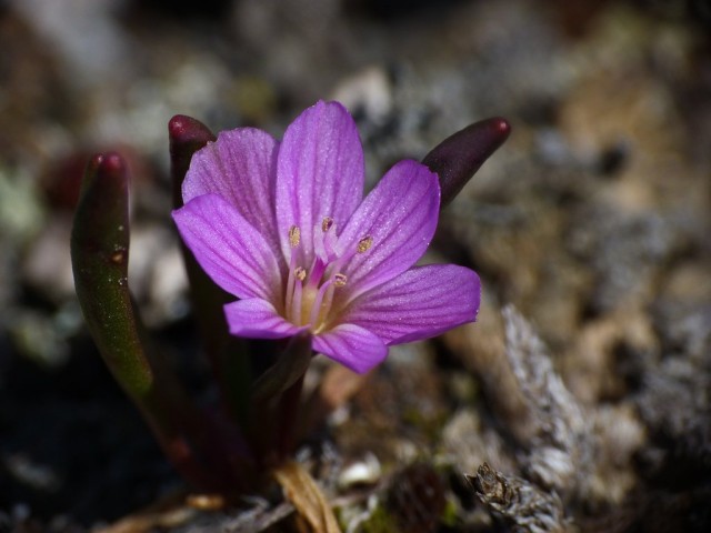 Левизия карликовая (Lewisia pygmaea) Левизия карликовая (Lewisia pygmaea)