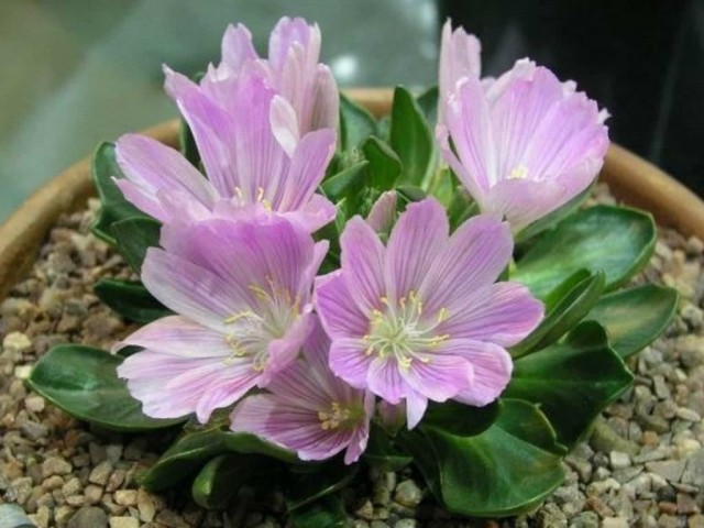 Левизия короткочашечковая (Lewisia brachycalyx) Левизия короткочашечковая (Lewisia brachycalyx)