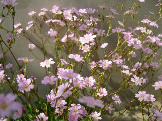 Левизия Конгдона (Lewisia congdonii) Левизия Конгдона (Lewisia congdonii)