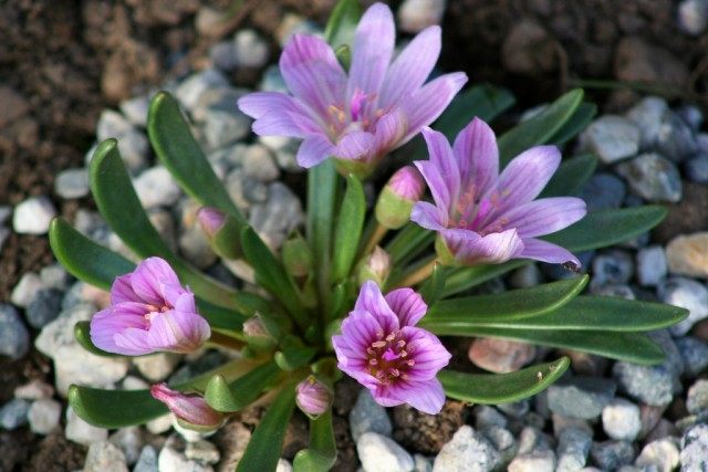 Левизия невадская (Lewisia nevadensis) Левизия невадская (Lewisia nevadensis)