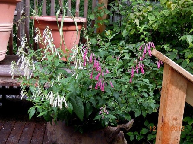 Фигелиус равный белый сорт ‘Snow Queen’ розовый сорт‘Sani Pass’ (Phygelius aequalis) Фигелиус равный белый сорт ‘Snow Queen’ розовый сорт‘Sani Pass’ (Phygelius aequalis)