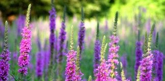 Дербенник иволистный, или Плакун-трава (Lythrum salicaria)