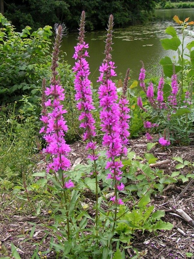 Дербенник иволистный, или Плакун-трава (Lythrum salicaria) Дербенник иволистный, или Плакун-трава (Lythrum salicaria)