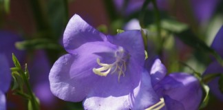 Колокольчик карпатский (Campanula carpatica)