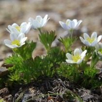 Анемона Друммонда, Ветреница Друммонда (Anemone drummondii) Анемона Друммонда, Ветреница Друммонда (Anemone drummondii)