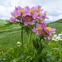 Анемона пучковая, Ветреница пучковая (Anemone fasciculata) Анемона пучковая, Ветреница пучковая (Anemone fasciculata)
