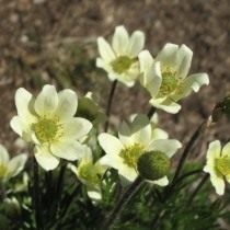 Анемона многоголовчатая, Ветреница многоголовчатая (Anemone multifida) Анемона многоголовчатая, Ветреница многоголовчатая (Anemone multifida)