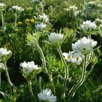 Анемона нарциссоцветковая, Ветреница нарциссоцветковая (Anemone narcissiflora) Анемона нарциссоцветковая, Ветреница нарциссоцветковая (Anemone narcissiflora)