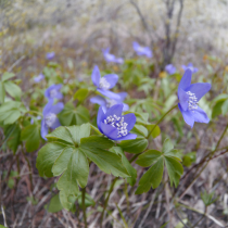 Анемона орегонская, Ветреница орегонская (Anemone oregana) Анемона орегонская, Ветреница орегонская (Anemone oregana)