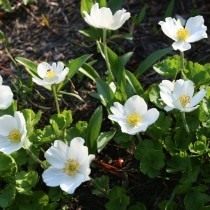 Анемона мелкоцветковая, Ветреница мелкоцветковая (Anemone parviflora) Анемона мелкоцветковая, Ветреница мелкоцветковая (Anemone parviflora)