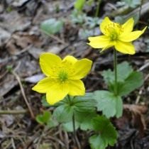 Анемона Ричардсона, Ветреница Ричардсона (Anemone richardsonii) Анемона Ричардсона, Ветреница Ричардсона (Anemone richardsonii)