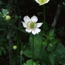 Анемона виргинская, Ветреница виргинская (Anemone virginiana) Анемона виргинская, Ветреница виргинская (Anemone virginiana)