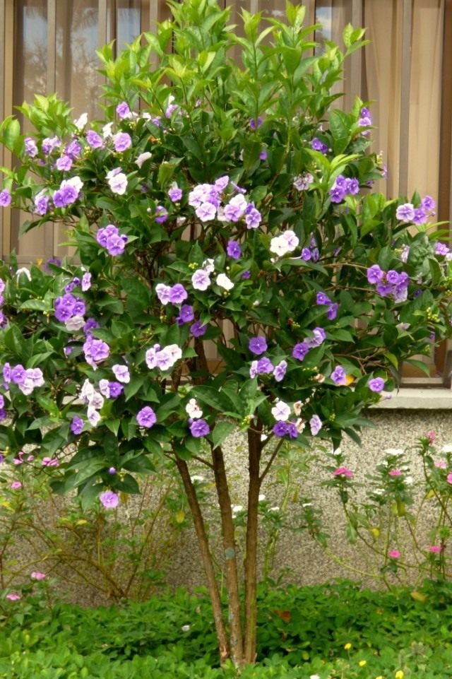 Брунфельсия крупноцветковая (Brunfelsia grandiflora) Брунфельсия крупноцветковая (Brunfelsia grandiflora)