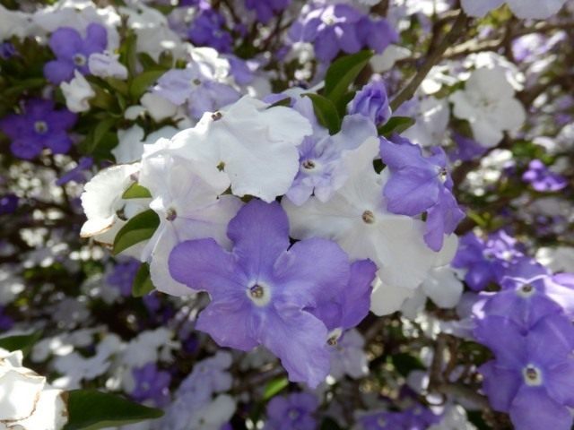 Брунфельсия широколистная (Brunfelsia latifolia) Брунфельсия широколистная (Brunfelsia latifolia)