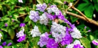 Брунфельсия малоцветковая (Brunfelsia pauciflora)
