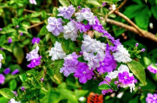 Брунфельсия малоцветковая (Brunfelsia pauciflora) Брунфельсия малоцветковая (Brunfelsia pauciflora)