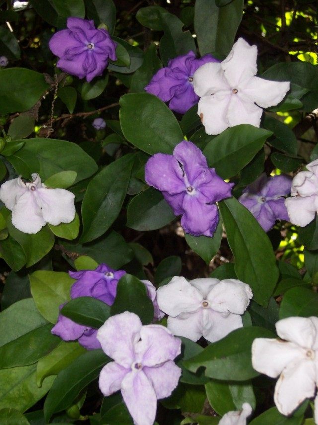 Брунфельсия одноцветковая (Brunfelsia uniflora) Брунфельсия одноцветковая (Brunfelsia uniflora)