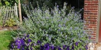 Кариоптерис, или Орехокрыльник (Caryopteris)