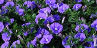Вьюнок мавританский (Convolvulus sabatius)