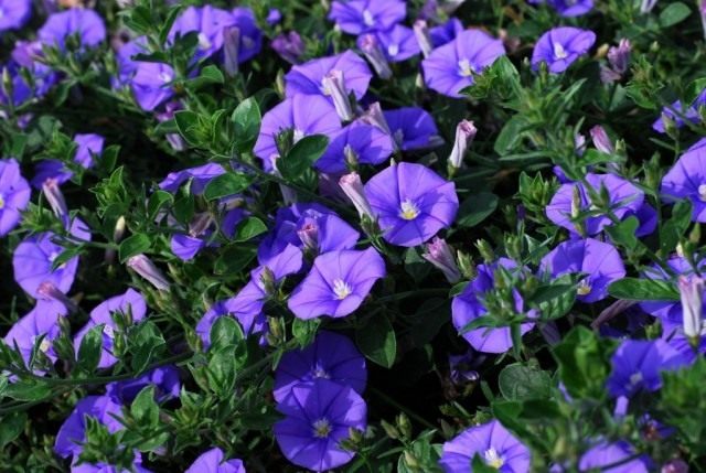 Вьюнок мавританский (Convolvulus sabatius) Вьюнок мавританский (Convolvulus sabatius)