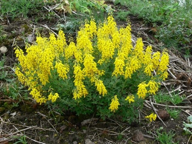 Ракитник чернеющий (Cytisus nigricans) Ракитник чернеющий (Cytisus nigricans)