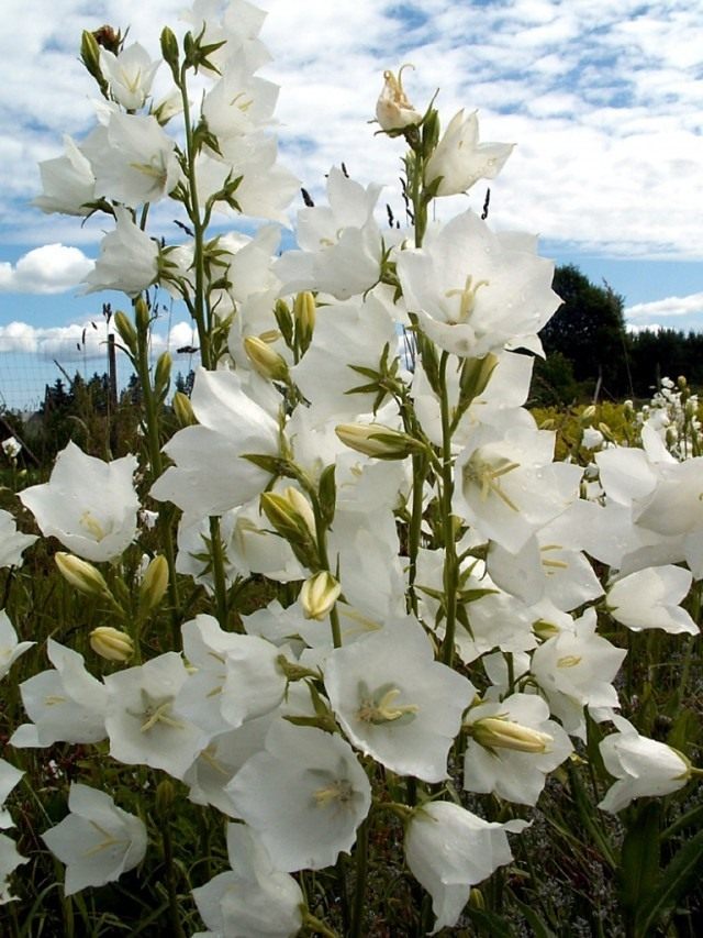 Колокольчик персиколистный сорт 'Grandiflora Alba' Колокольчик персиколистный сорт 'Grandiflora Alba'