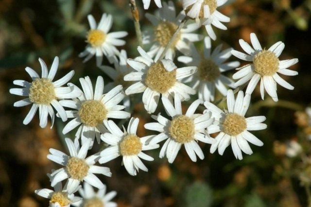 Гелиптерум щиткоцветковый (Helipterum corymbiflorum) Гелиптерум щиткоцветковый (Helipterum corymbiflorum)