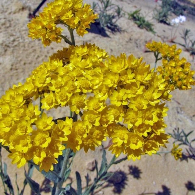 Гелиптерум Гумбольда (Helipterum humboldtiana) Гелиптерум Гумбольда (Helipterum humboldtiana)