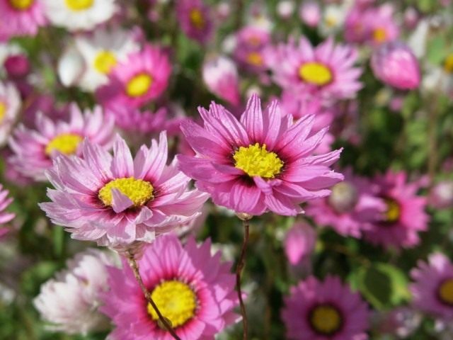 Гелиптерум Менглеса (Helipterum manglesii) Гелиптерум Менглеса (Helipterum manglesii)