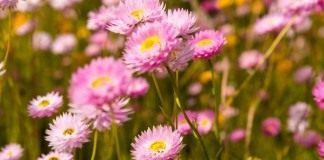 Гелиптерум розовый (Helipterum roseum)