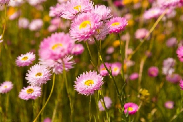 Гелиптерум розовый (Helipterum roseum) Гелиптерум розовый (Helipterum roseum)