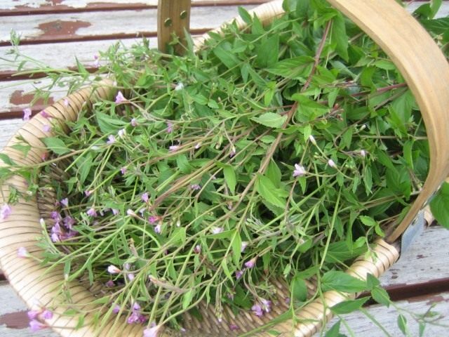 Сбор кипрея, Иван-чая Сбор кипрея, Иван-чая