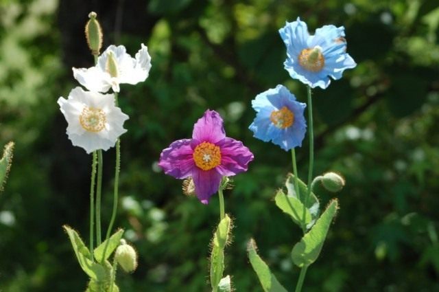 Меконопсис буквицелистный (Meconopsis betonicifolia) Меконопсис буквицелистный (Meconopsis betonicifolia)