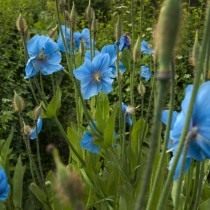 Меконопсис большой (Meconopsis grandis) Меконопсис большой (Meconopsis grandis)