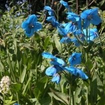 Меконопсис буквицелистный (Meconopsis betonicifolia) Меконопсис буквицелистный (Meconopsis betonicifolia)