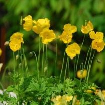 Меконопсис кембрийский (Meconopsis cambrica) Меконопсис кембрийский (Meconopsis cambrica)
